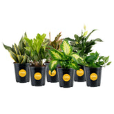 Costa Farms front view of six live indoor plants, adds instant room color