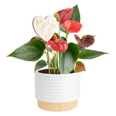 Costa Farms Anthurium front view showing vibrant red blooms and decorative pot benefit visual impact