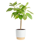 Costa Farms Ficus Audrey front view showing full-height statement plant