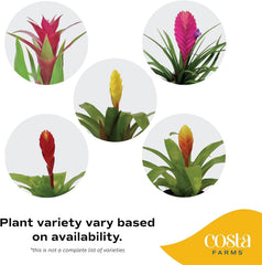 Costa Farms bromeliad leaf texture display showing healthy foliage and durable structure