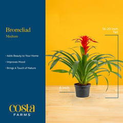 Costa Farms decorative 6-inch pot and label visible, recyclable material benefit