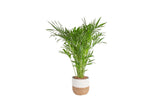 Costa Farms front view of Cat Palm in seagrass planter showing lush greenery and room impact