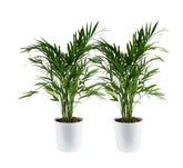 Costa Farms Cat Palm front view showing lush fronds and decor pot, adds tropical style