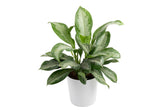 Costa Farms Chinese Evergreen front view showing full height and color benefit