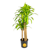 Costa Farms Mass Cane front view showing tall form and instant room impact