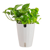 Costa Farms Global Green Golden Pothos front view showing vibrant trailing vines and pot appeal