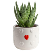 Costa Farms haworthia front view showing compact shape and easy care
