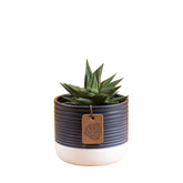 Costa Farms Haworthia front view in charcoal pot showing compact striped leaves and easy-care benefit