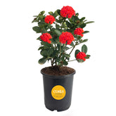 Costa Farms Ixora front view showing vibrant red blooms and compact shape, great instant color