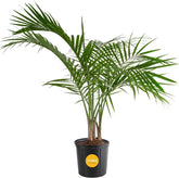 Costa Farms Majesty Palm front view showing tall lush foliage and instant decor benefit