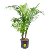 Costa Farms Majesty Palm front view showcasing tall tropical greenery for statement decor