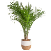 Costa Farms Majesty Palm front view showing full tropical foliage and room impact
