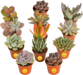 Costa Farms front view of 12-pack succulents showing fresh shipment and pots