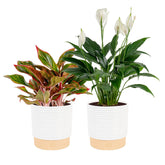 Costa Farms Peace Lily front view showing white blooms and neat foliage, adding calm.
