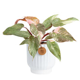 Costa Farms Pink Princess front view showing vibrant pink variegation and compact shape