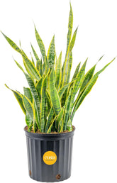 Costa Farms Snake Plant front view showing tall architectural foliage and bold style