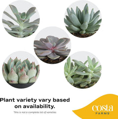 Costa Farms succulent on a sunny windowsill showing bright light placement benefit