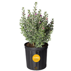 Costa Farms Texas Sage front view showing compact shrub and silver foliage benefit visual interest