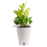 Costa Farms ZZ Chameleon front view showing vibrant color and decorative form