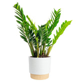 Costa Farms ZZ Plant front view showing glossy leaves and modern decor appeal
