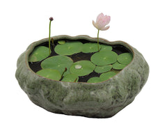 Cotta Planters front view showing shallow lotus pot and aesthetic appeal