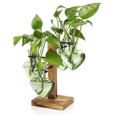 CYZglass front view with wooden stand showing neat display and easy rooting