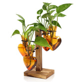 CYZglass front view on wooden stand showing elegant propagation display and visual appeal