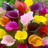 CZ Grain front packaging showing five mixed-color Calla Lily bulbs, easy planting benefit