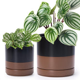D'vine Dev front view of black and tan pots, stylish tabletop appeal