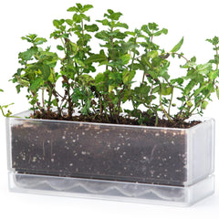 D'vine Dev front view of clear rectangular planter showing tidy profile and versatile placement benefit