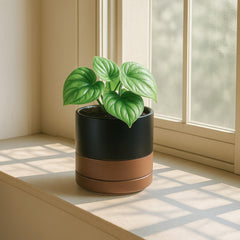 D'vine Dev side profile showing pot silhouette and stable base benefit