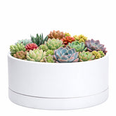 D'vine Dev front view of white 10-inch planter showcasing minimalist design and durability