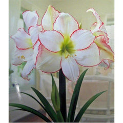 Daylily Nursery Picotee bulb front view showing firm skin and planting readiness