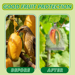 DECYOOL mesh bag covering a mango on the tree protecting fruit from pests benefit