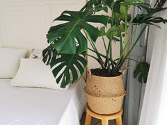 DOKOT basket holding a plant pot to conceal plastic nursery pot for elevated styling