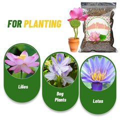 Doter planted aquarium in use with healthy water plants — demonstrates anchoring benefit