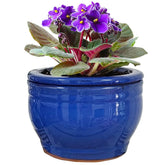 Dphagesy front view of blue 6 inch pot shows neat tabletop display benefit