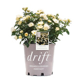 Generic Drift Popcorn front view showing compact shrub and blooms for curb appeal
