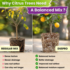 Duspro potting demo with citrus planted using mix for quick use