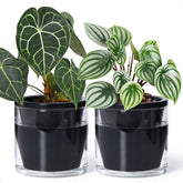 D'vine Dev front view of black terracotta pot showing elegant finish and clean design
