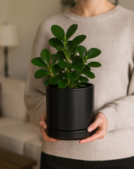 D'vine Dev close-up glossy ceramic texture highlighting easy-clean surface