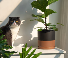 D'vine Dev primer plano del esmalte resistente para limpieza fácil