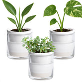 D'vine Dev three-pack front view showing white terracotta planters and glass cups for tidy tabletop display