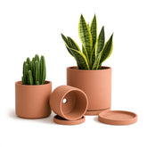 D'vine Dev front view of three terracotta pots with saucers, elegant display benefit