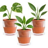 D'vine Dev front view of terracotta planter showcasing clean design and tidy tabletop