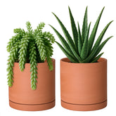 D'vine Dev front view of two terracotta pots showing clean minimalist design and matching saucers
