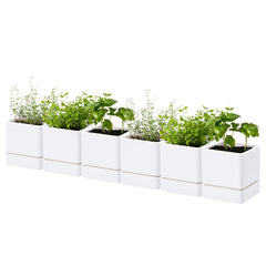 D'vine Dev front view six-pack showing uniform white pots and neat display benefit
