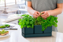 D'vine Dev tray and detachable saucers pictured for tidy indoor watering