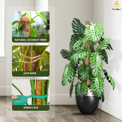 EcoNour pole in pot with monstera showing upright training benefit
