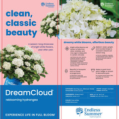 Endless Summer close-up of Dream Cloud bloom revealing texture and long-lasting cut quality